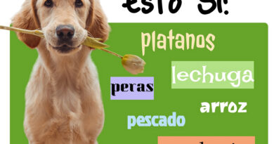 ¿Qué puede comer mi mascota?
