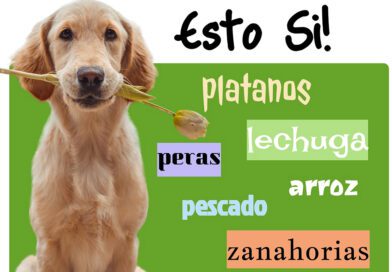 ¿Qué puede comer mi mascota?