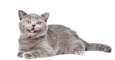 ¿Por qué los gatos hacen esa cara tan rara?