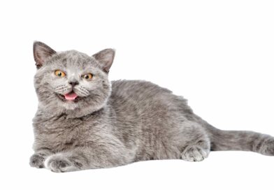 ¿Por qué los gatos hacen esa cara tan rara?