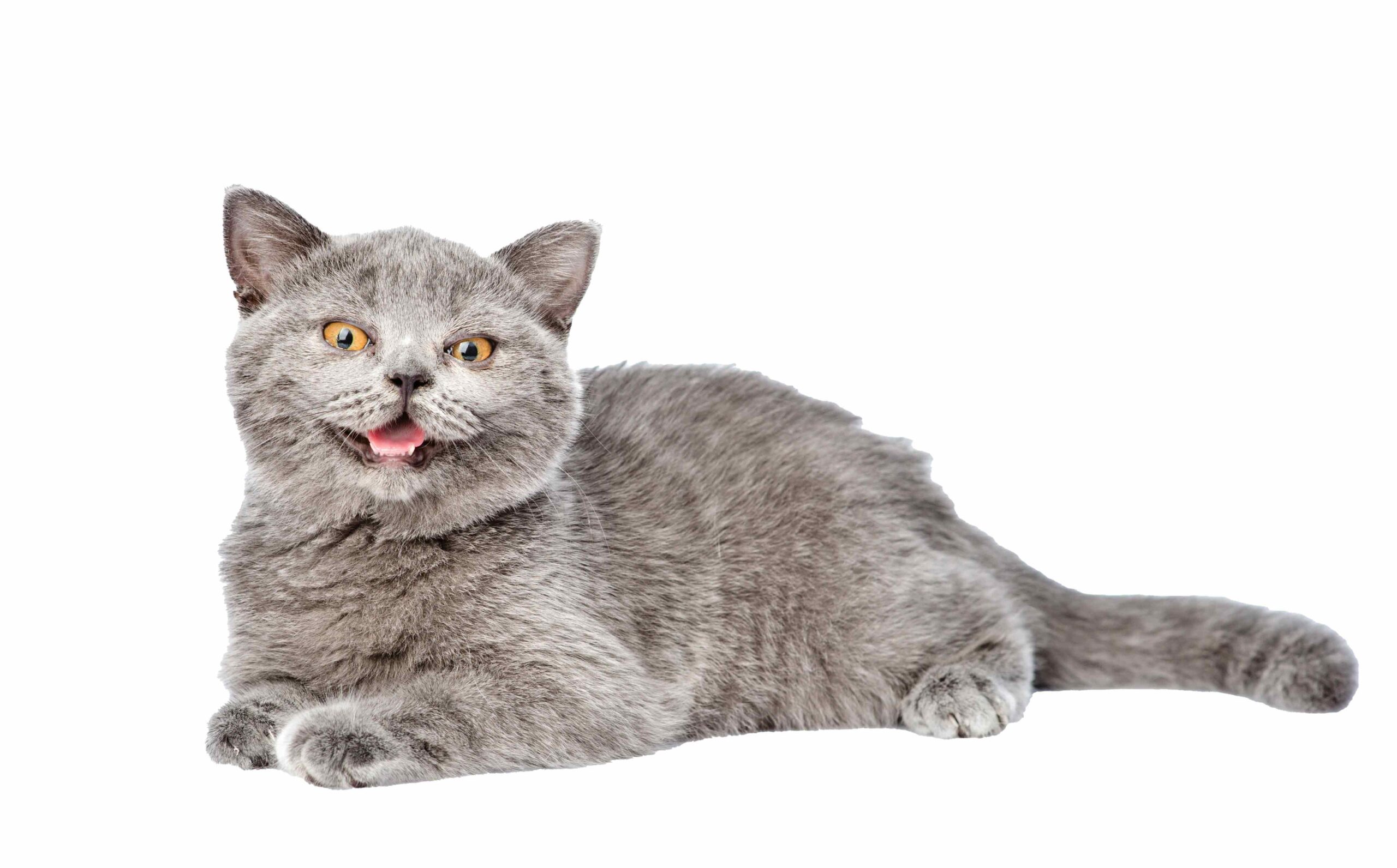 ¿Por qué los gatos hacen esa cara tan rara?